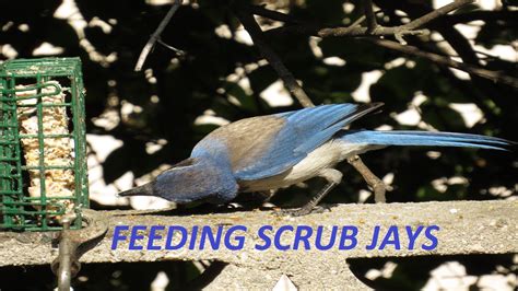 blue jay favorite food in feeder
