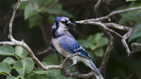 blue jay for sale