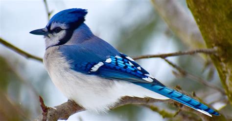 About Blue Jay In Hindi Trending