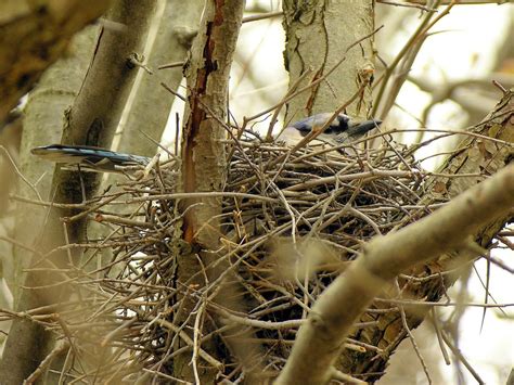 blue jay nest facts
