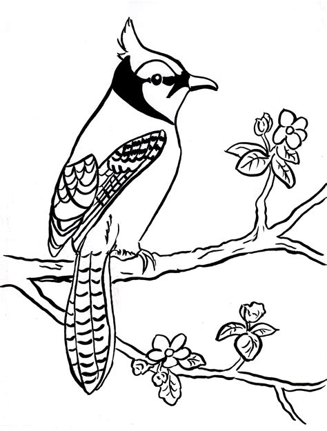 blue jay pictures to color