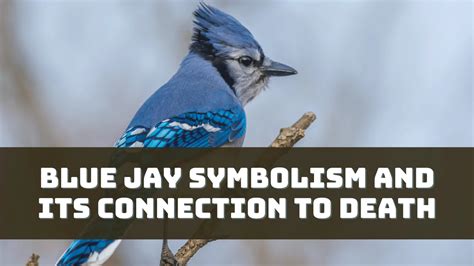 blue jay symbolism death