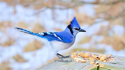 blue jays birds life span