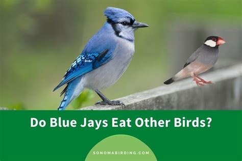 blue jays eat other birds