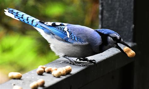 blue jays eating cat food