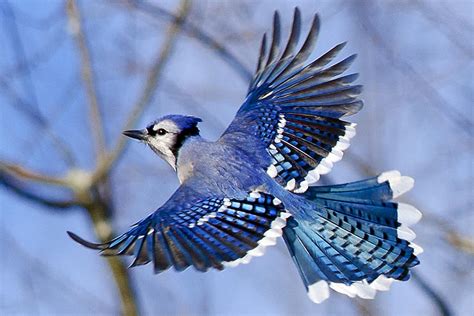 blue jays in flight