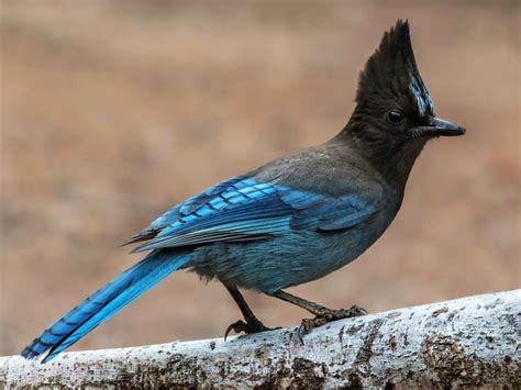 blue jays vs colorado