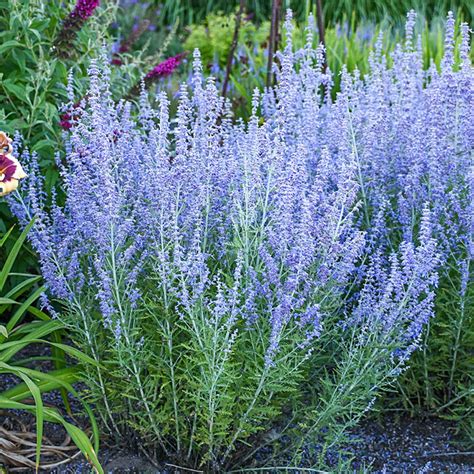 blue jean baby russian sage care