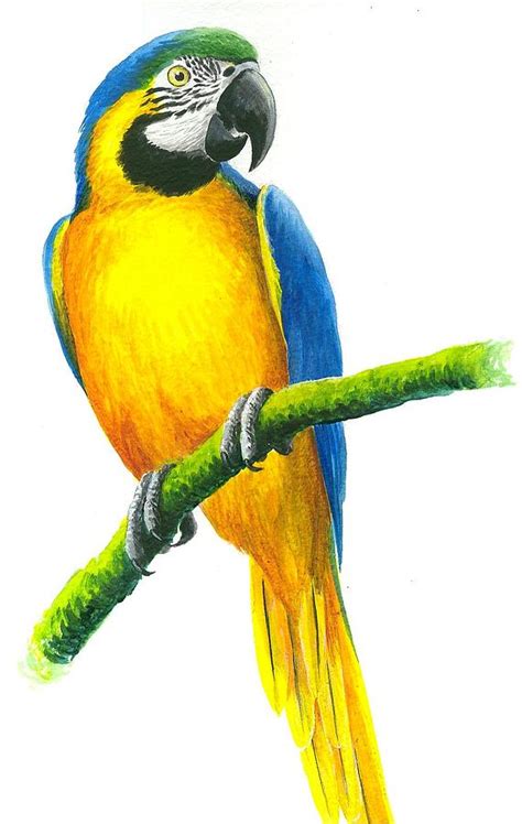 First complete hyacinth macaw drawing by Hy Fur Affinity [dot] net