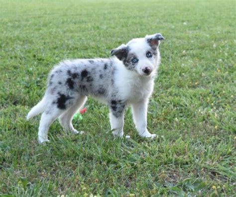 blue merle border collie puppies for sale