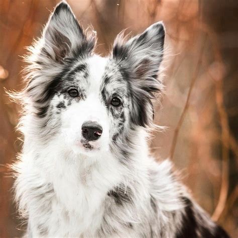 blue merle border collies for sale uk