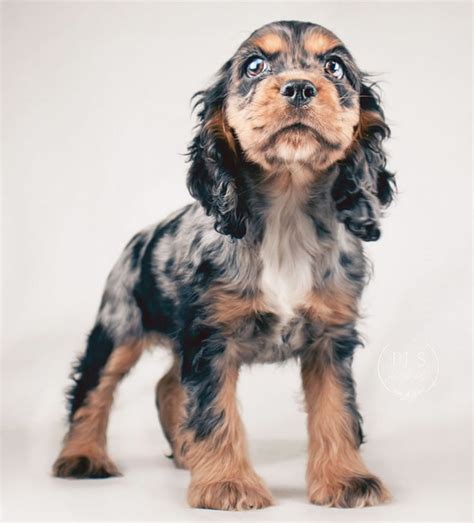 Blue Merle Cocker Spaniel