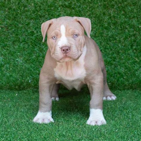 blue nose pitbull puppies for sale bc