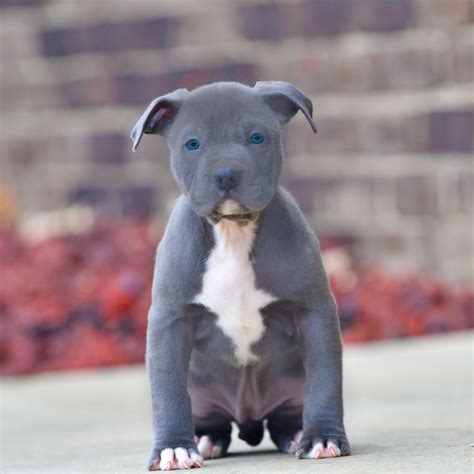 blue nose pitbull puppies for sale local