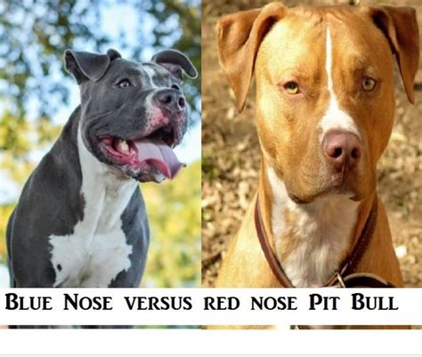 blue nose pitbull vs rednose pitbull