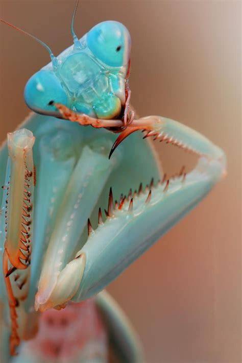 Blue Orchid Mantis - Free Template Download