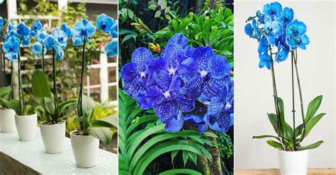 Blue Orchid Varieties
