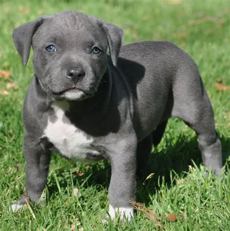 blue pitbull puppies 2023 near me for sale
