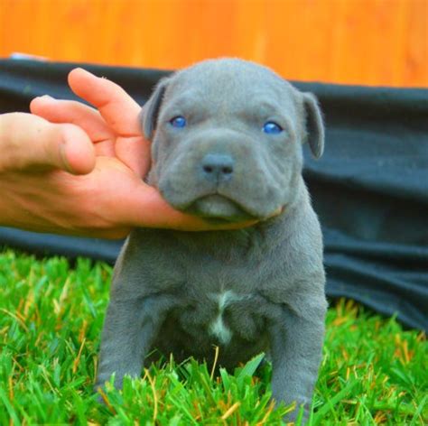 blue pitbull puppies for adoption
