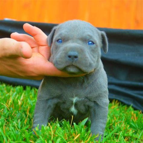 blue pitbull puppies for sale in ga