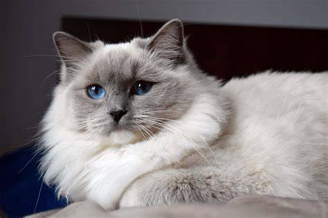 blue point ragdoll cats