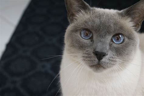 Blue Point Siamese Cat Names