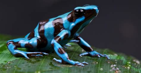 blue poison dart frog color