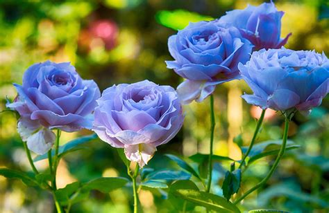 Rare Blue Rose Bush: A Garden Delight You Can't Miss