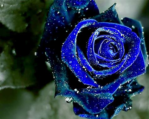 Blue Rose Flower: Unveiling the Rare Exotic Mystery