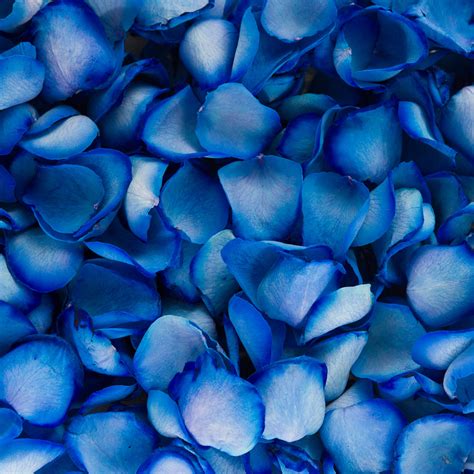 blue rose petals in store