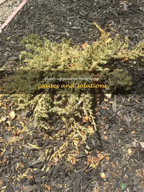 Blue Rug Juniper Browning