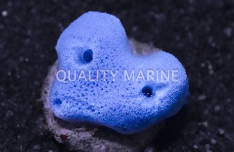 Blue Sponge Nano