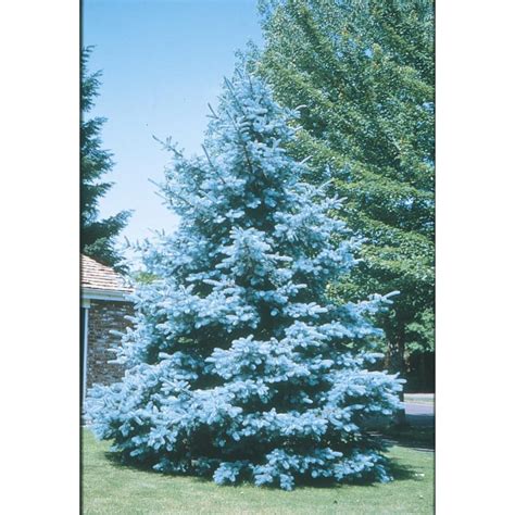 Blue Spruce At Lowes