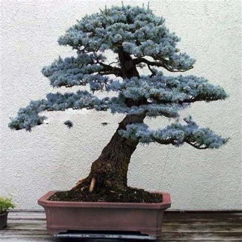 blue spruce bonsai for sale