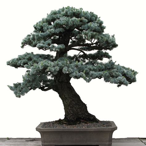 blue spruce bonsai tree