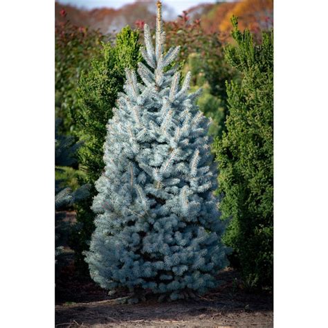 blue spruce home depot