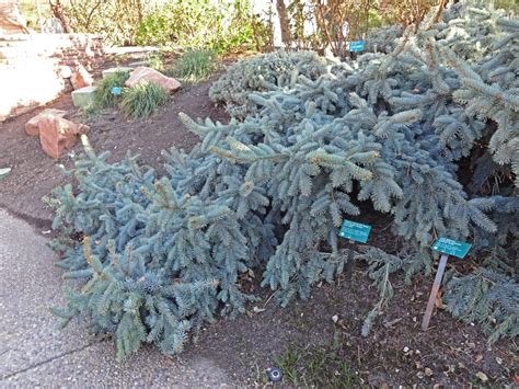 Blue Spruce In Nc