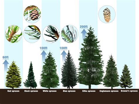 Blue Spruce Vs Pine Tree