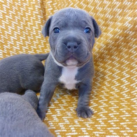 blue staffy dogs for sale