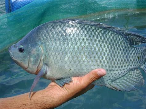 Blue Tilapia Aquaponics
