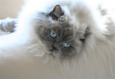 Blue Tip Himalayan Cat