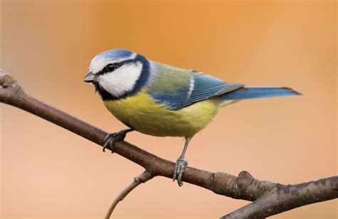 Discover 5 Insights blue tit about these garden gems