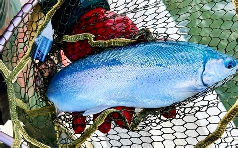 Discover the Mysteries of the Blue Trout: A Fish Worth Chasing