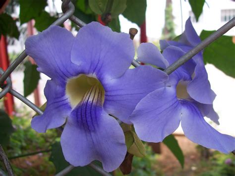 blue trumpet vine flower