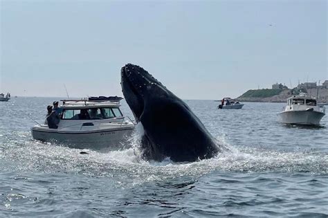 blue whale attacks boat
