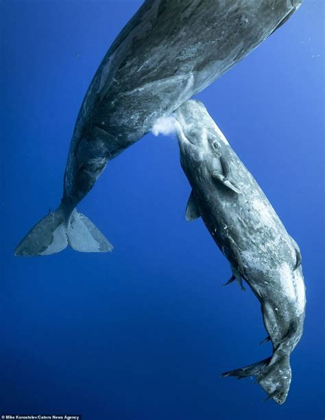 blue whale baby nursing