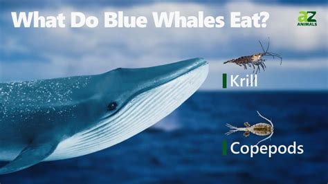blue whale diet list
