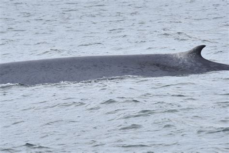 blue whale dorsal fin
