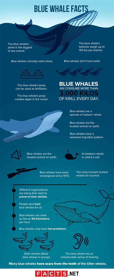 blue whale endangered facts