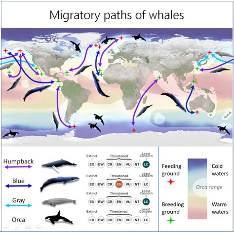 blue whale migration patterns